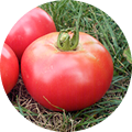 トマトの画像