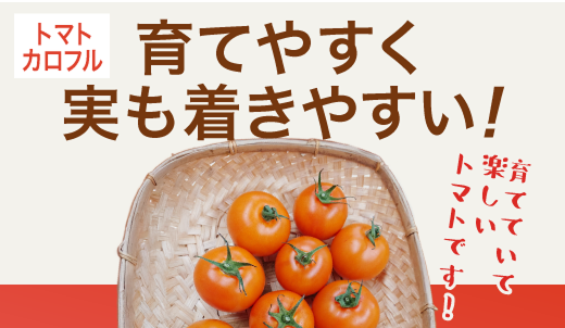 トマト カロフル：育てやすく実も着きやすい！育てていて楽しいトマトです！