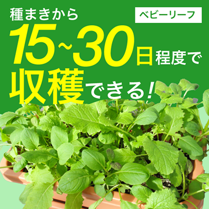 /top/banner-beginner-babyleaf.png