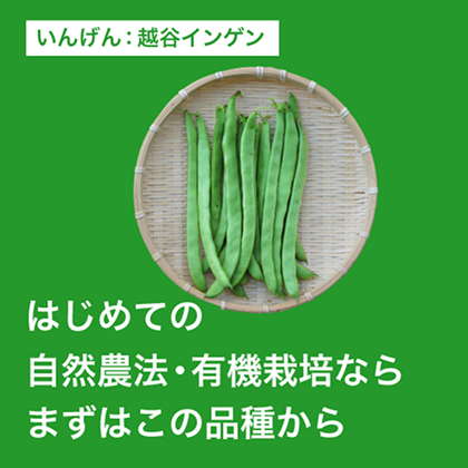 /top/banner-beginner-greenbeans.png