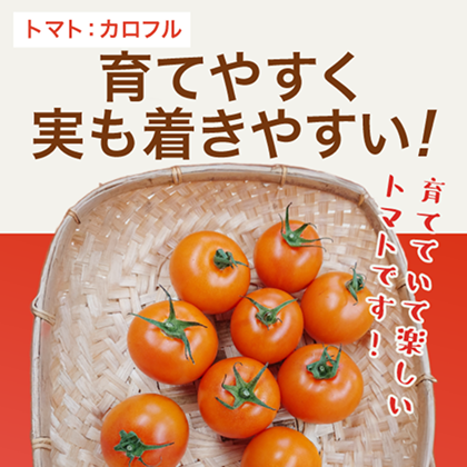 /top/banner-beginner-tomato.png