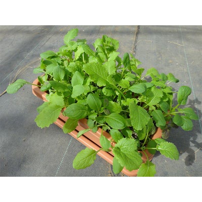  ベビーリーフ　アブラナ科ミックス