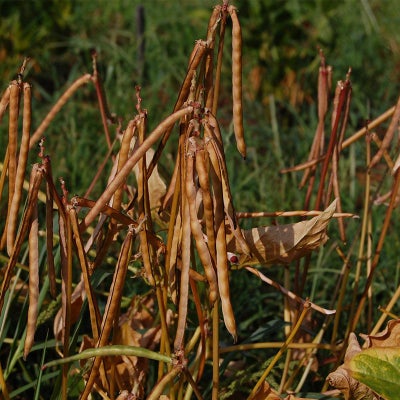 鹿児島在来ササゲ