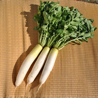 ふじ宮重（ふじみやしげ）