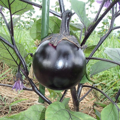 自農丸ナス（じのうまるなす）