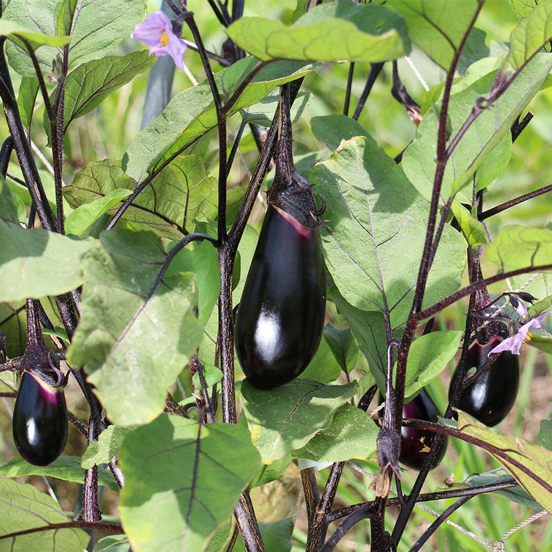 ナス】黒小町 | 茄子（ナス）の種 | 自然農法の野菜の種の通販サイト