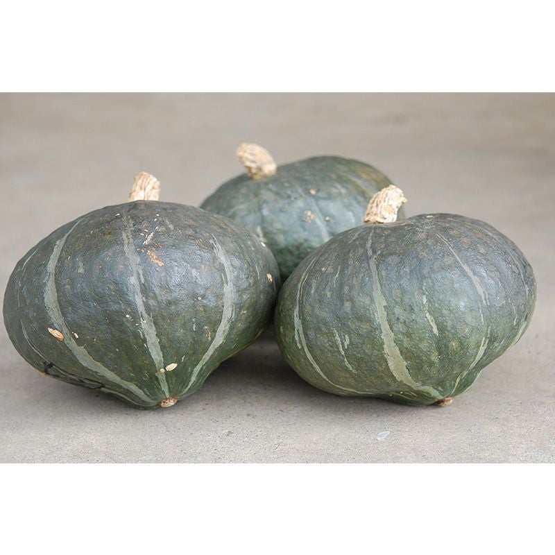 カボチャ】カンリー2号 | 南瓜（カボチャ）の種 | 自然農法の野菜の種