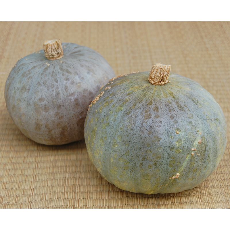 カボチャ】ケイセブン | 南瓜（カボチャ）の種 | 自然農法の野菜の種の