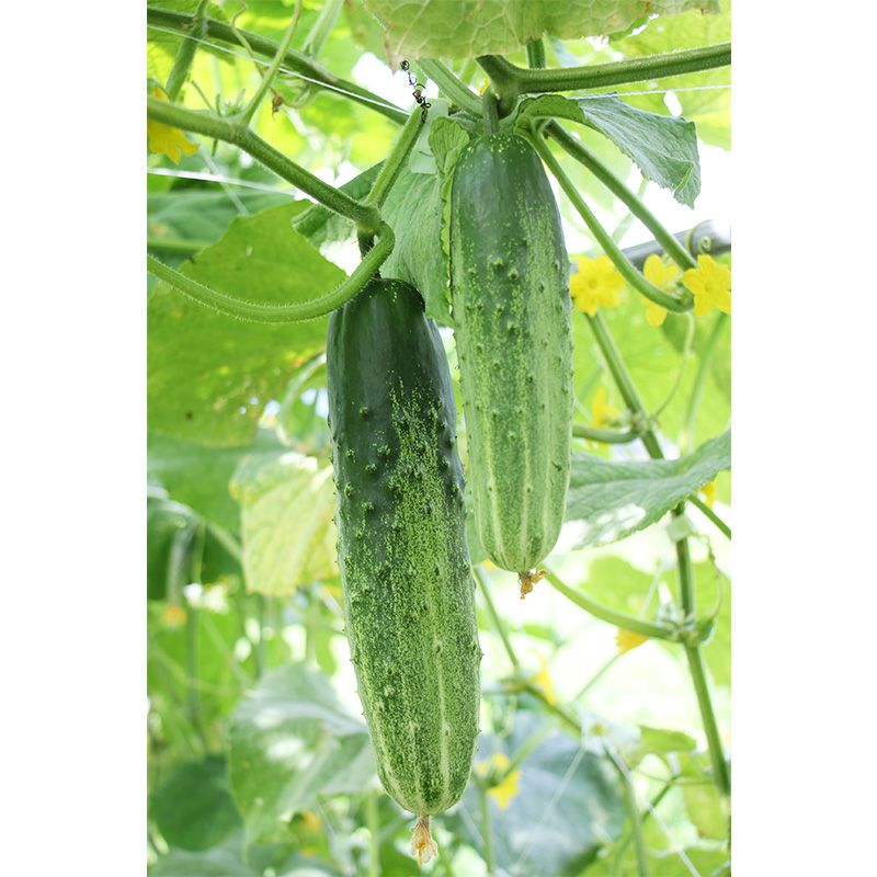 キュウリ】須藤胡瓜 | 胡瓜（キュウリ）の種 | 自然農法の野菜の種の