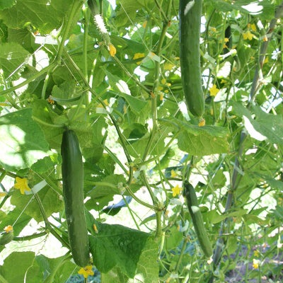 若緑地這（わかみどりじばい）